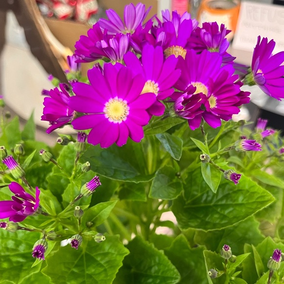 Meet your Posher, Pm - Picture 3 of 3